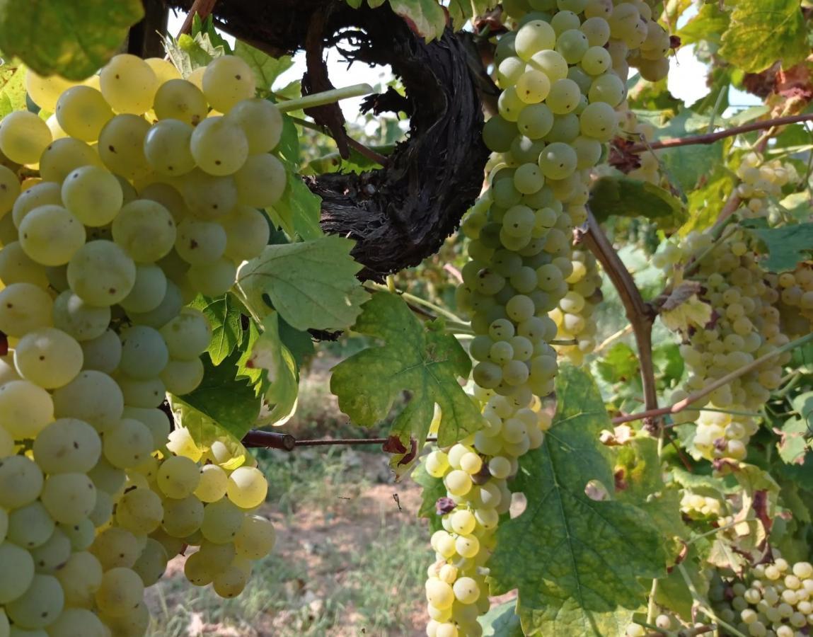 Agriturismo Tenuta La Fratta Bagni di Lucca Zewnętrze zdjęcie